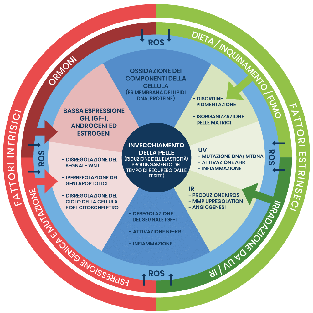 I fattori che inducono l'invecchiamento cutaneo